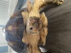 Sulcata : Young male approx 6 years old (Brian)